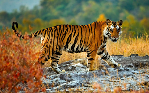 Majestic Tiger on the Plateau  from Chrome web store to be run with OffiDocs Chromium online