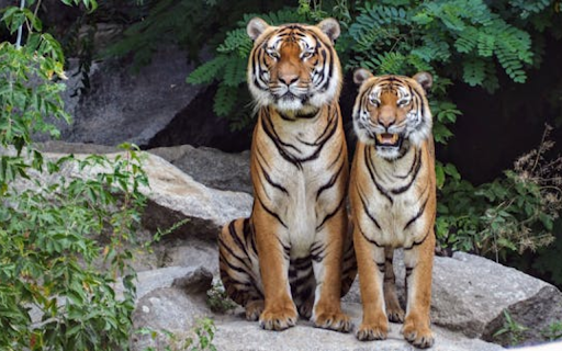 Majestic tigers sitting side by side on a rock  from Chrome web store to be run with OffiDocs Chromium online