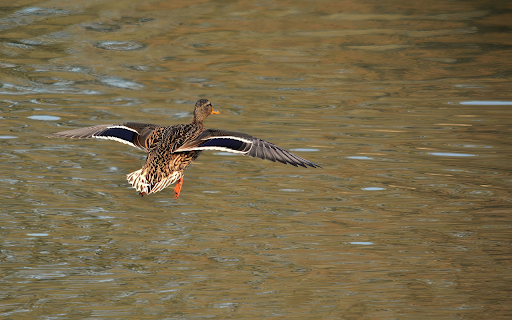 Mallard flying  from Chrome web store to be run with OffiDocs Chromium online