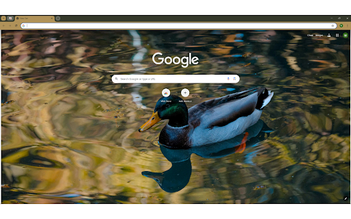 Mallard swimming in rippling reflecting pond  from Chrome web store to be run with OffiDocs Chromium online