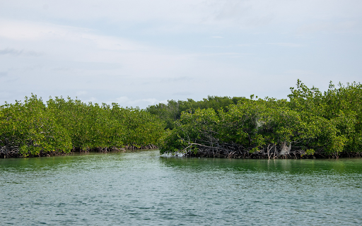mangrove forest  from Chrome web store to be run with OffiDocs Chromium online