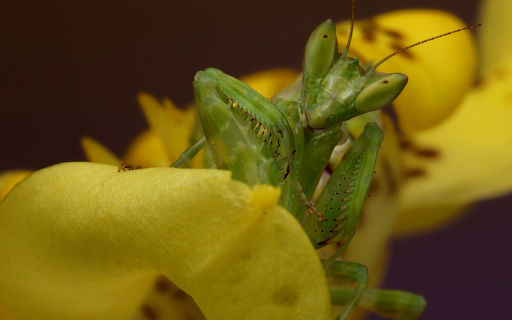 Mantis hidden warrior  from Chrome web store to be run with OffiDocs Chromium online