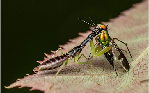 Mantis kills prey  from Chrome web store to be run with OffiDocs Chromium online
