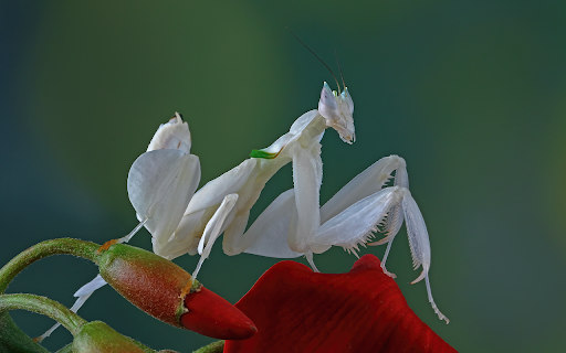 mantis orchid flower beautiful mantis flower  from Chrome web store to be run with OffiDocs Chromium online