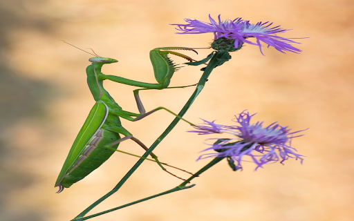 Mantis wallpaper  from Chrome web store to be run with OffiDocs Chromium online
