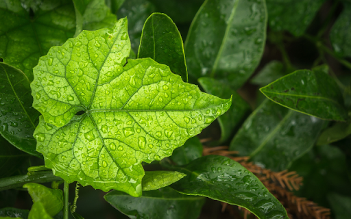 Maple Leaf After Rain Theme  from Chrome web store to be run with OffiDocs Chromium online