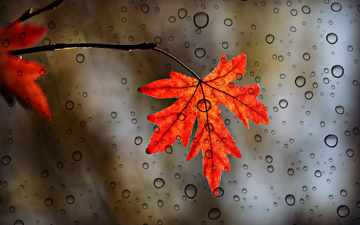 Maple leaves  from Chrome web store to be run with OffiDocs Chromium online