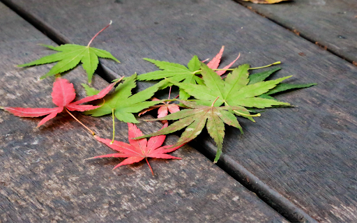 Maple Leaves on Wooden Deck  from Chrome web store to be run with OffiDocs Chromium online