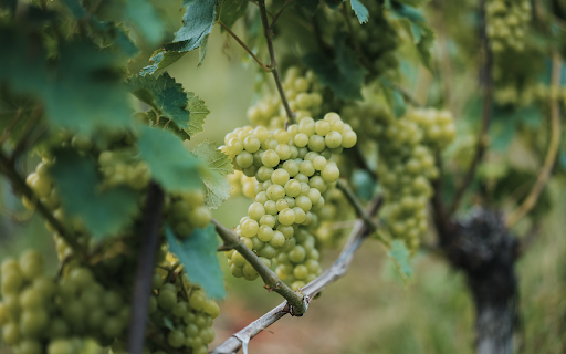 Marble Vineyard  from Chrome web store to be run with OffiDocs Chromium online