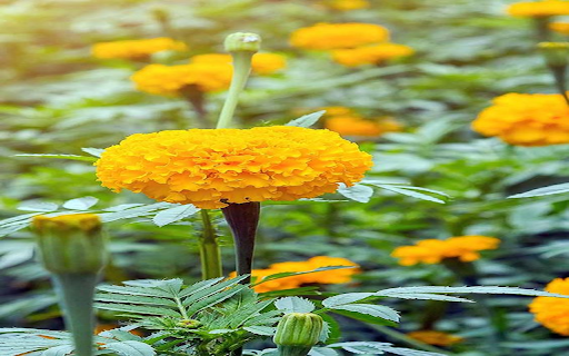 Marigold flowers wallpaper  from Chrome web store to be run with OffiDocs Chromium online