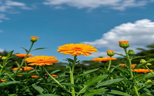 Marigold flower wallpaper  from Chrome web store to be run with OffiDocs Chromium online