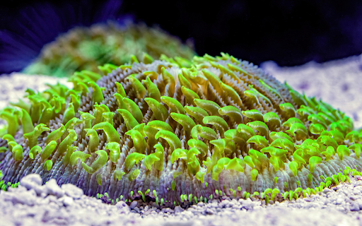 marine life  from Chrome web store to be run with OffiDocs Chromium online