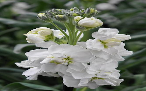 Matthiola incana flower wallpaper  from Chrome web store to be run with OffiDocs Chromium online