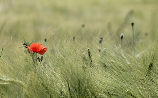 Meadow and flowers  from Chrome web store to be run with OffiDocs Chromium online