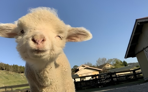 Merino Sheep: The Soft Wool Champion  from Chrome web store to be run with OffiDocs Chromium online