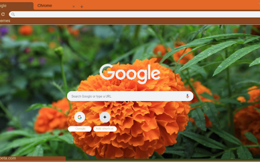 Mexican Marigold  from Chrome web store to be run with OffiDocs Chromium online