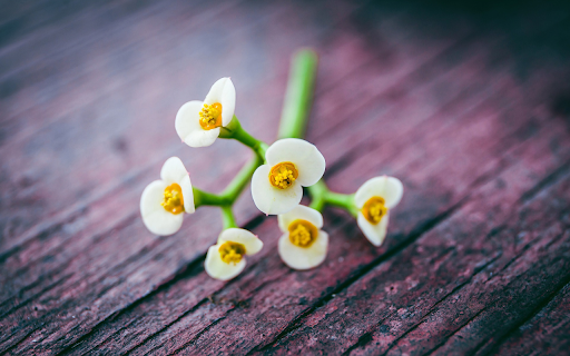Milky White Flower  from Chrome web store to be run with OffiDocs Chromium online