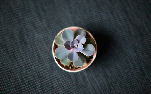 Minimal Succulent  from Chrome web store to be run with OffiDocs Chromium online