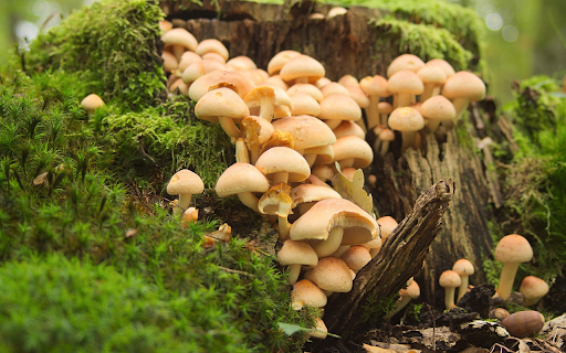 Mini mushrooms and moss under the tree  from Chrome web store to be run with OffiDocs Chromium online