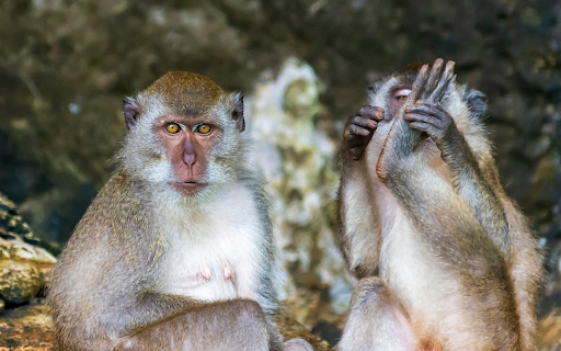 Mischievous Apes  from Chrome web store to be run with OffiDocs Chromium online