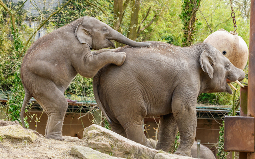mischievous baby elephant  from Chrome web store to be run with OffiDocs Chromium online