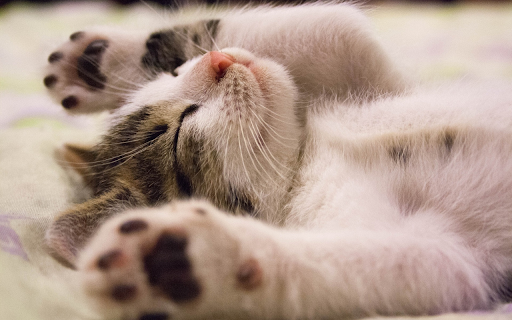Mischievous kitten  from Chrome web store to be run with OffiDocs Chromium online