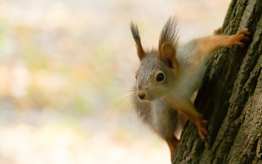 Mischievous yellow squirrel  from Chrome web store to be run with OffiDocs Chromium online