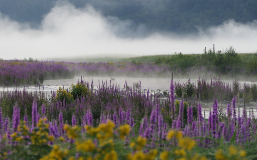Mist flower  from Chrome web store to be run with OffiDocs Chromium online