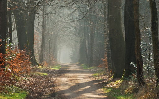 Misty Forest Path  from Chrome web store to be run with OffiDocs Chromium online