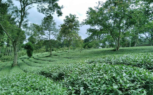 Mỹ Lệ Tea Hill – A Serene Green Paradise in the Highlands  from Chrome web store to be run with OffiDocs Chromium online