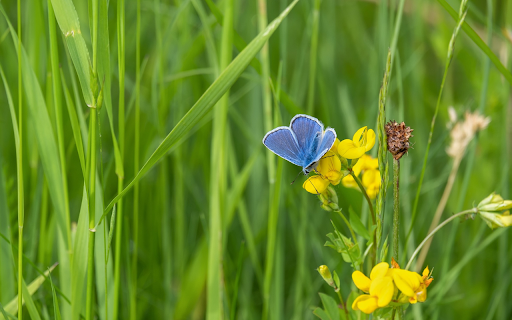 Mobile flower.  from Chrome web store to be run with OffiDocs Chromium online