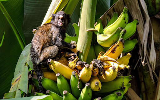Monkey and bunch of ripe bananas  from Chrome web store to be run with OffiDocs Chromium online