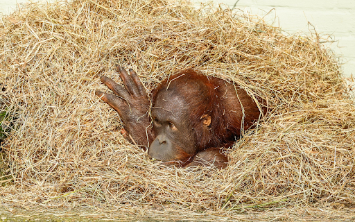 Monkey and hay  from Chrome web store to be run with OffiDocs Chromium online