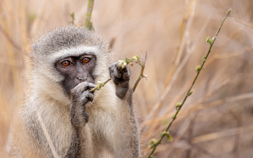 Monkey breaks branches  from Chrome web store to be run with OffiDocs Chromium online