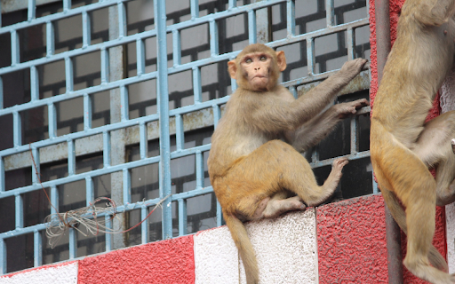 Monkey climbing  from Chrome web store to be run with OffiDocs Chromium online