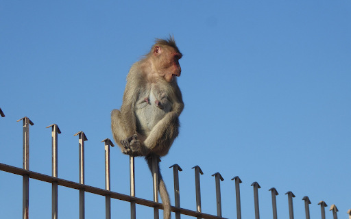 monkey on the fence  from Chrome web store to be run with OffiDocs Chromium online