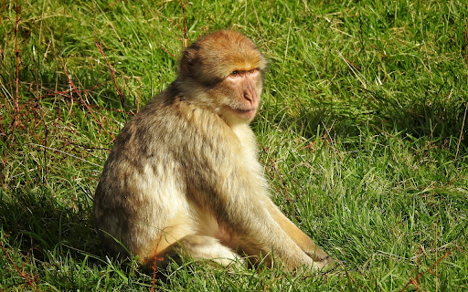 Monkey on the grass field  from Chrome web store to be run with OffiDocs Chromium online