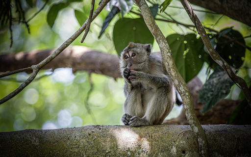 Monkey sitting on a tree  from Chrome web store to be run with OffiDocs Chromium online