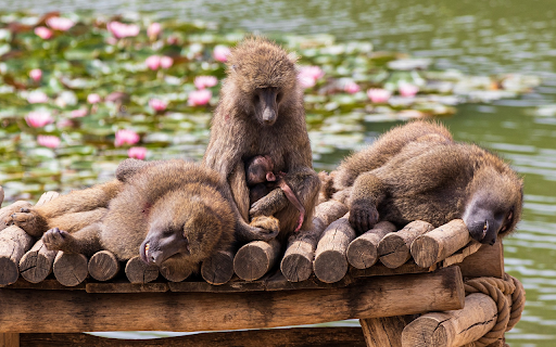 Monkey sleeping on the bridge  from Chrome web store to be run with OffiDocs Chromium online