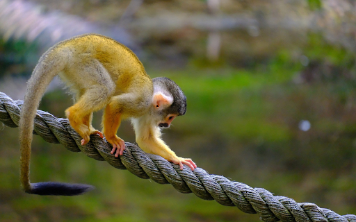 Monkey swings on a rope  from Chrome web store to be run with OffiDocs Chromium online