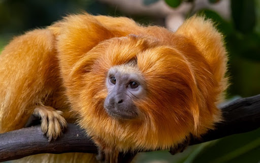 MONKEY THEME  from Chrome web store to be run with OffiDocs Chromium online