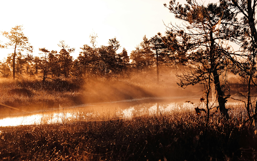 Moody swamp walk in sunrise  from Chrome web store to be run with OffiDocs Chromium online