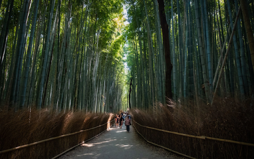 Moonlit Bamboo Forest  from Chrome web store to be run with OffiDocs Chromium online