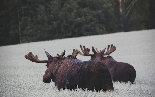 Moose in the Misty Meadow  from Chrome web store to be run with OffiDocs Chromium online