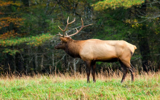 Moose: The Majestic Giant of the Forest  from Chrome web store to be run with OffiDocs Chromium online