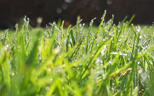 Morning dew grass  from Chrome web store to be run with OffiDocs Chromium online