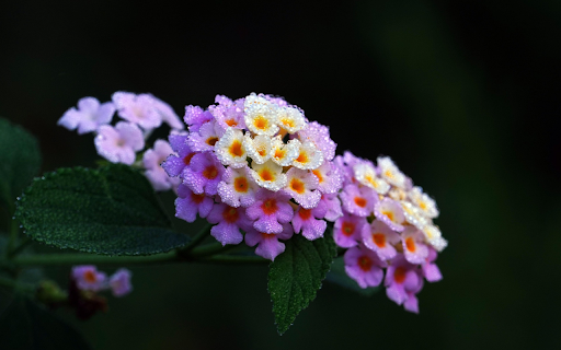 Morning Dew on Lantana  from Chrome web store to be run with OffiDocs Chromium online