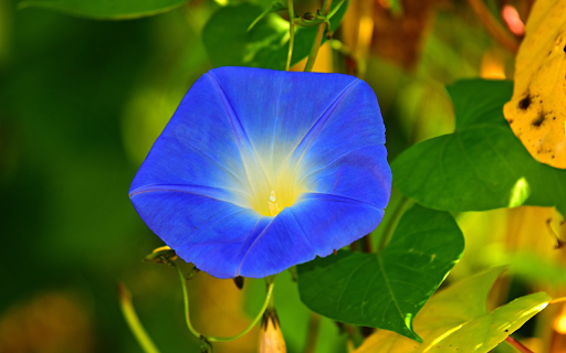 Morning glory flowers  from Chrome web store to be run with OffiDocs Chromium online