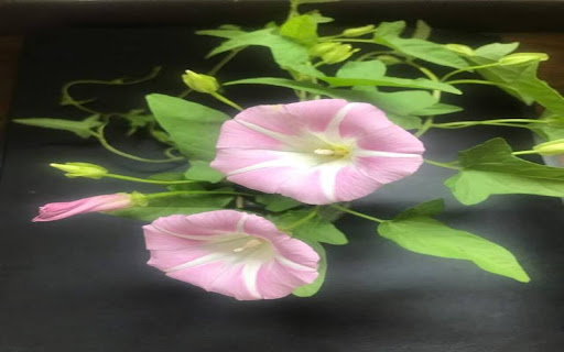 morning glory wallpaper  from Chrome web store to be run with OffiDocs Chromium online