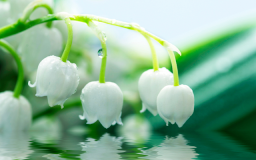 Morning Lily of the Valley Branch with Dew Drops  from Chrome web store to be run with OffiDocs Chromium online
